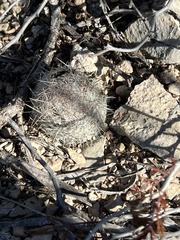 Escobaria tuberculosa