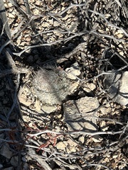 Escobaria tuberculosa