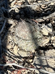 Escobaria tuberculosa