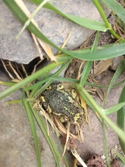 Rhinella atacamensis