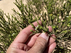 Euchaetis pungens