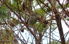 Prinia maculosa maculosa