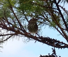 Prinia maculosa maculosa