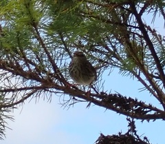 Prinia maculosa maculosa