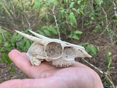 Nesotragus moschatus