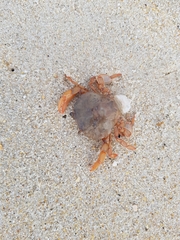 Polybius henslowii