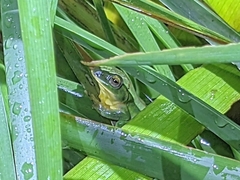 Zhangixalus taipeianus