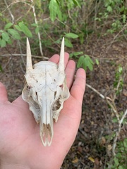 Nesotragus moschatus