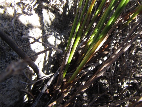 Image of Chrysitrix dodii by (c) douglaseustonbrown, some rights reserved (CC BY-SA)