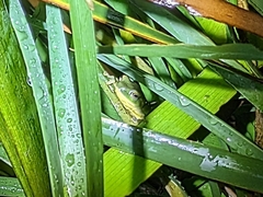 Zhangixalus taipeianus