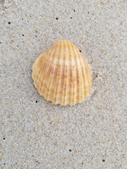 Acanthocardia tuberculata