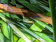 Zhangixalus taipeianus