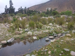 Rhinella atacamensis