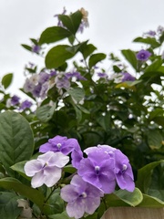 Brunfelsia pauciflora