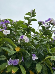 Brunfelsia pauciflora