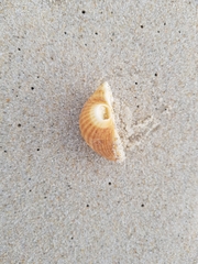 Acanthocardia tuberculata