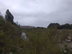 Rhinella atacamensis