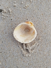 Acanthocardia tuberculata