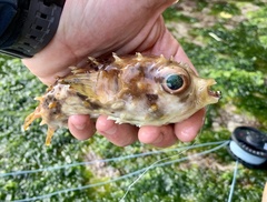 Cyclichthys orbicularis