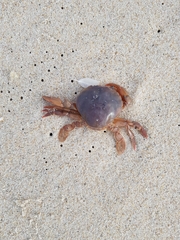 Polybius henslowii