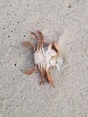 Polybius henslowii