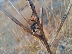 Sphecinae
