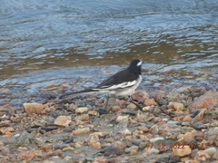 Motacilla maderaspatensis