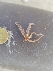 Ophiothrix