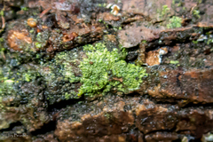 Bacidia schweinitzii