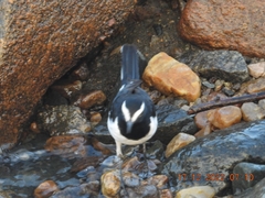 Motacilla maderaspatensis