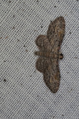 Sigilliclystis insigillata