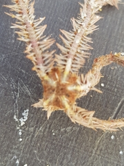 Ophiothrix