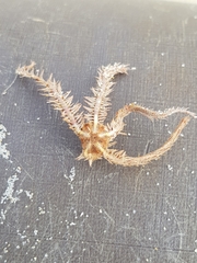 Ophiothrix