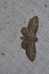 Sigilliclystis insigillata