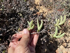 Ruschia diversifolia