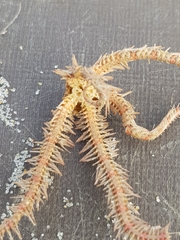 Ophiothrix