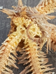 Ophiothrix