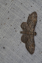 Sigilliclystis insigillata