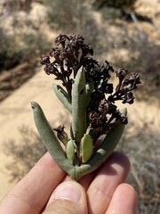 Ruschia diversifolia