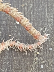 Ophiothrix