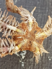 Ophiothrix
