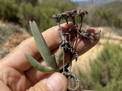 Ruschia diversifolia