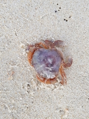 Polybius henslowii