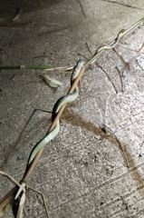 Dendrelaphis underwoodi