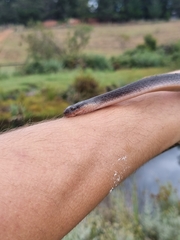 Lycodonomorphus rufulus