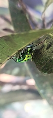 Chrysocoris