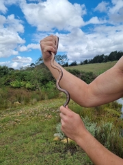 Lycodonomorphus rufulus