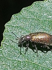 Lagria villosa