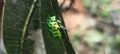 Chrysocoris