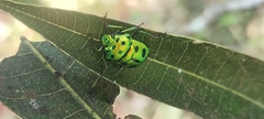 Chrysocoris